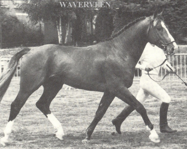 stallion Waverveen (KWPN (Royal Dutch Sporthorse), 1980, from Recruut)