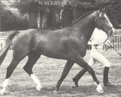 Deckhengst Waverveen (KWPN (Niederländisches Warmblut), 1980, von Recruut)