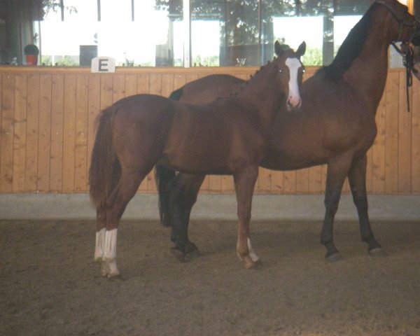 broodmare Persy (Bavarian, 1988, from Pilot)
