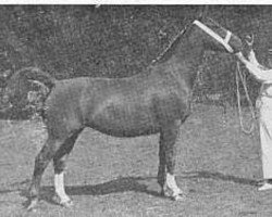 broodmare Love Dream (Gelderland, 1947, from Graaf van Wittenstein)