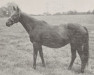 broodmare St Lucre xx (Thoroughbred, 1901, from St. Serf xx)