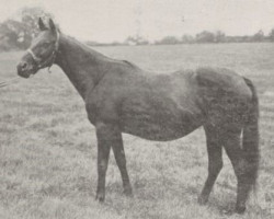 Zuchtstute St Lucre xx (Englisches Vollblut, 1901, von St. Serf xx)