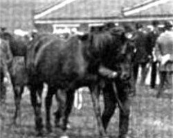 broodmare Pauline xx (Thoroughbred, 1883, from Hermit xx)