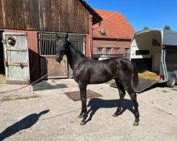 dressage horse Lakritz Fritz (Westphalian, 2022, from Life Time FRH)