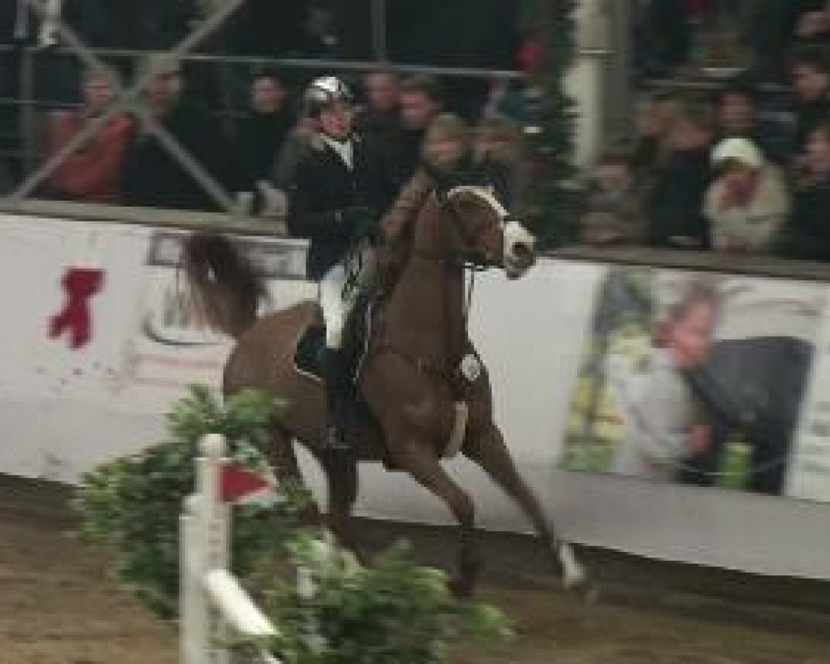 Springpferd Atomic 12 (Hannoveraner, 2000, von Acorado I)
