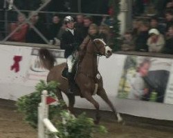 jumper Atomic 12 (Hanoverian, 2000, from Acorado I)