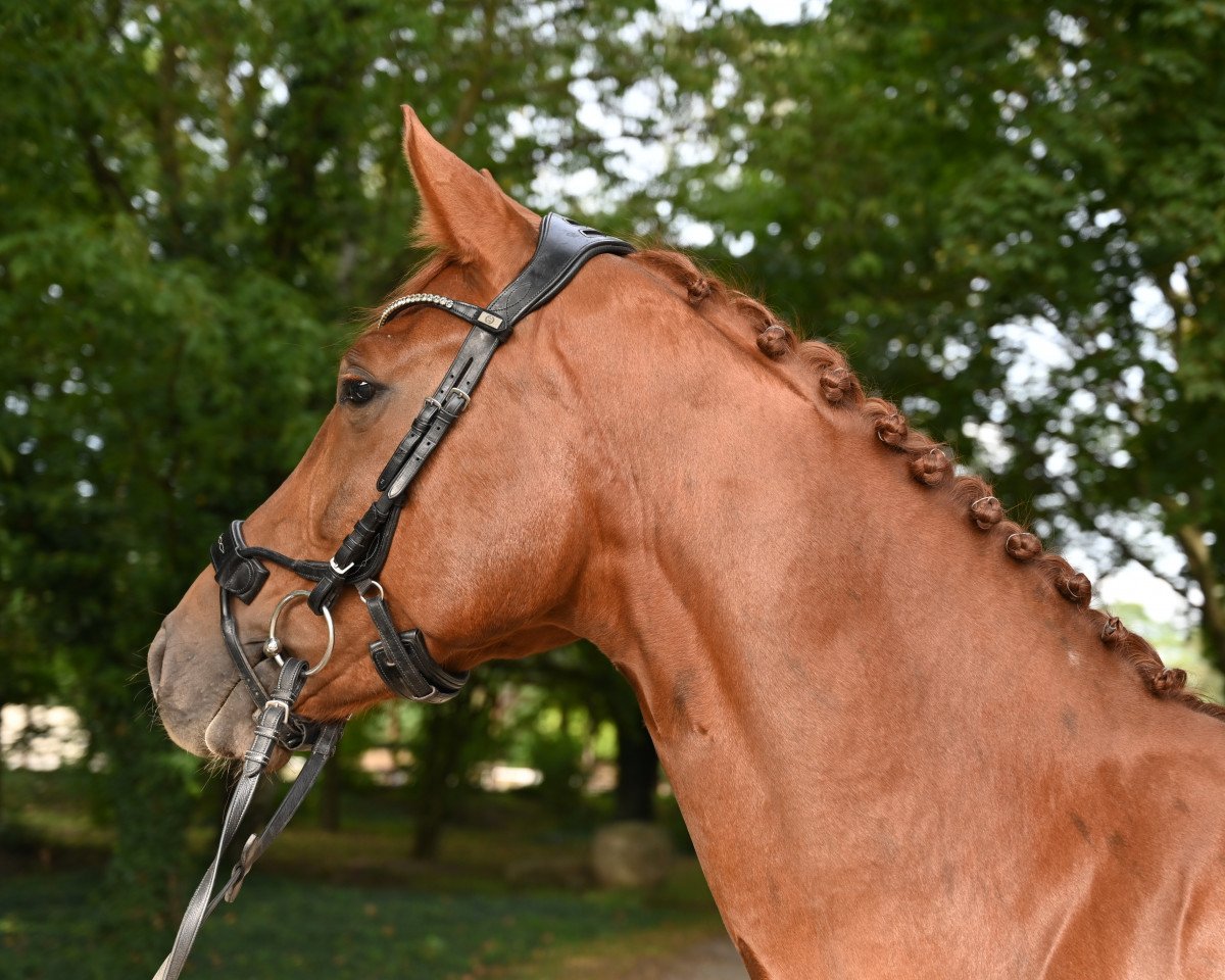 jumper Asti's Aurora (Hanoverian, 2017, from Asti's Amsterdam)
