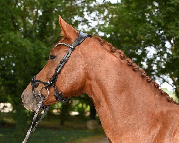 jumper Asti's Aurora (Hanoverian, 2017, from Asti's Amsterdam)