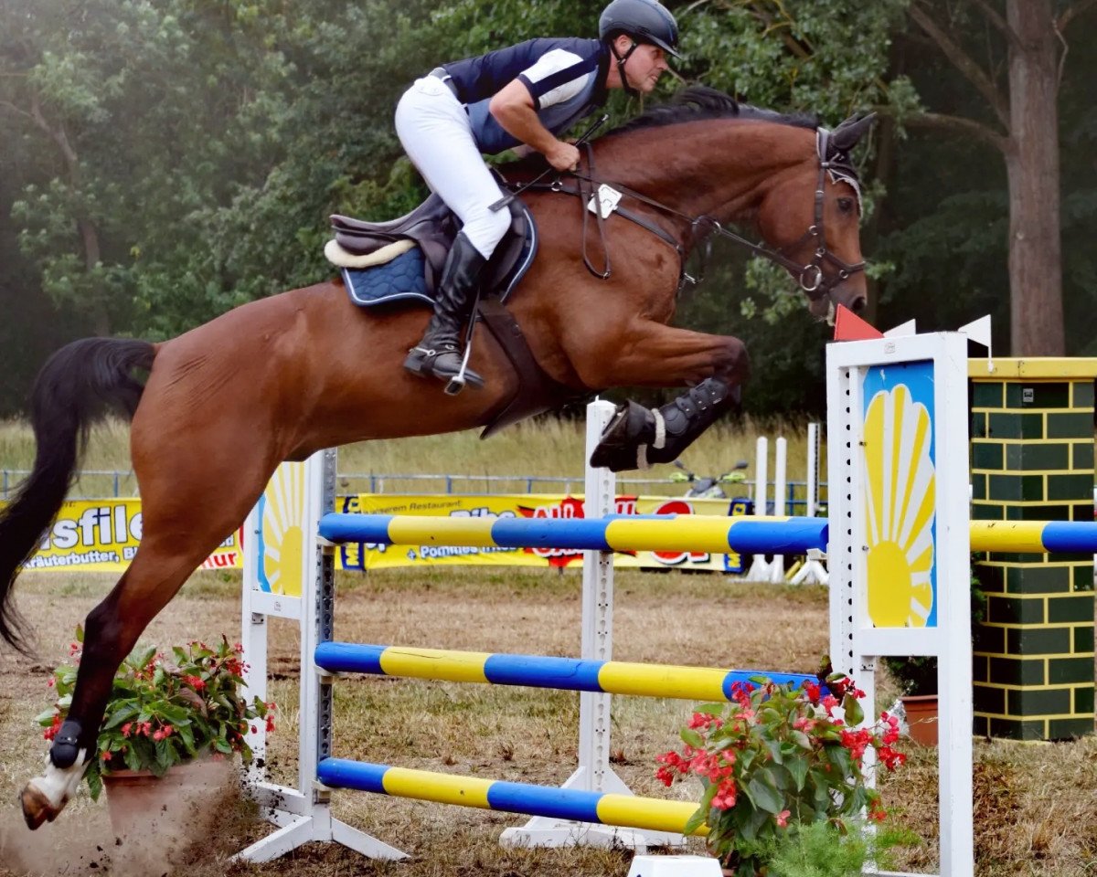 jumper Chacco's Pilot 3 (Oldenburg show jumper, 2015, from Chatender)
