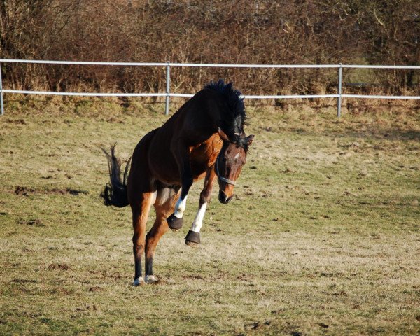 horse Sir Peanut (Trakehner, 2005, from Schiffon)