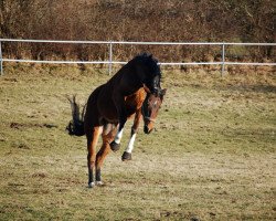 horse Sir Peanut (Trakehner, 2005, from Schiffon)