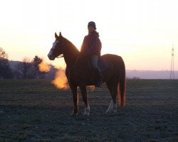 Pferd Wully (Württemberger, 1989, von Wunnenstein)