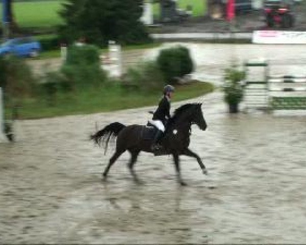 stallion Campino WE (German Riding Pony, 2002, from Constantin)