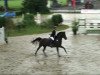 stallion Campino WE (German Riding Pony, 2002, from Constantin)