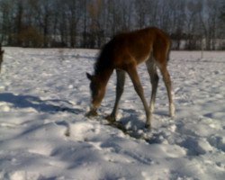 horse L'arc en ciel Princess xx (Thoroughbred, 2011, from Romarion xx)