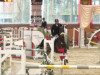 jumper Caroll 5 (German Sport Horse, 2003, from Cardenio)