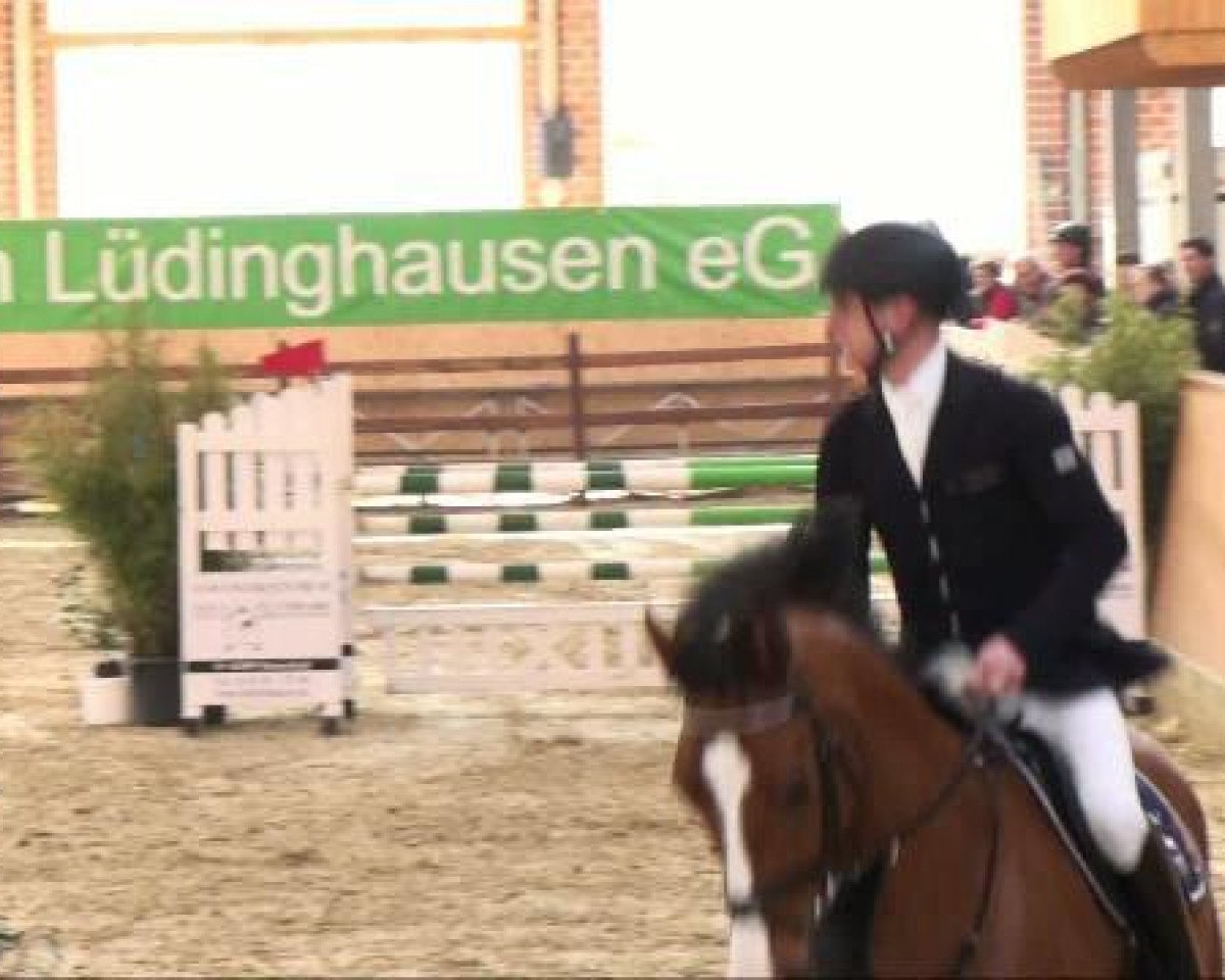 jumper Quentin 49 (Oldenburg, 2004, from Quidam's Rubin)