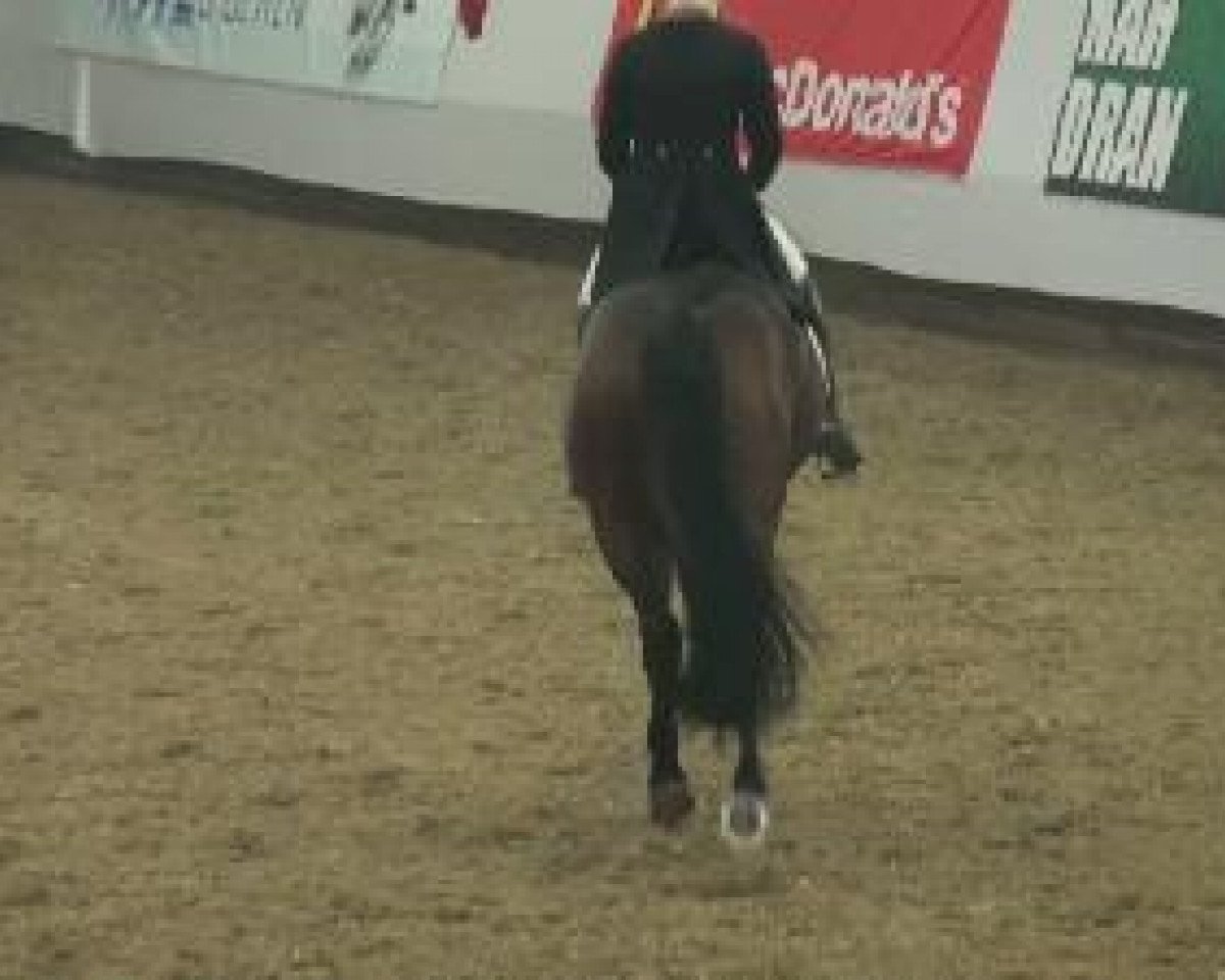 broodmare Show Love (Oldenburg, 2003, from Show Star)