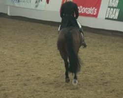 broodmare Show Love (Oldenburg, 2003, from Show Star)