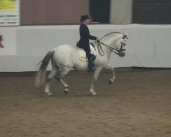 dressage horse Quitasuenios (Pura Raza Espanola (PRE), 1998, from Banquero XII)