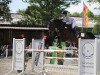 jumper Fabrienne 4 (Hanoverian, 2013, from Fabriano)