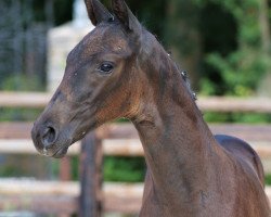 Springpferd Hot Summer (Trakehner, 2022, von Sweetwaters Ziethen TSF)