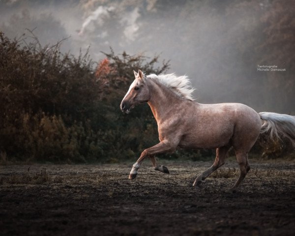 Springpferd Gandhi (Deutsches Reitpony, 2004, von Golden Game Boy)