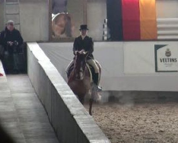 Dressurpferd World Classic W (Hannoveraner, 2001, von Wolkentanz I)