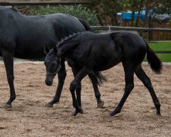 dressage horse Fine Princess (Trakehner, 2022, from Grafenstolz)