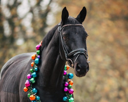 dressage horse Deo Volente (KWPN (Royal Dutch Sporthorse), 2008, from French Kiss)