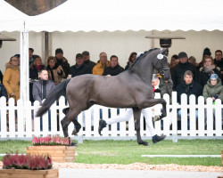 dressage horse Lodovico (Oldenburger, 2020, from Lord Europe)