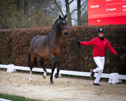 dressage horse Valverdos (Hanoverian, 2020, from Valverde NRW)