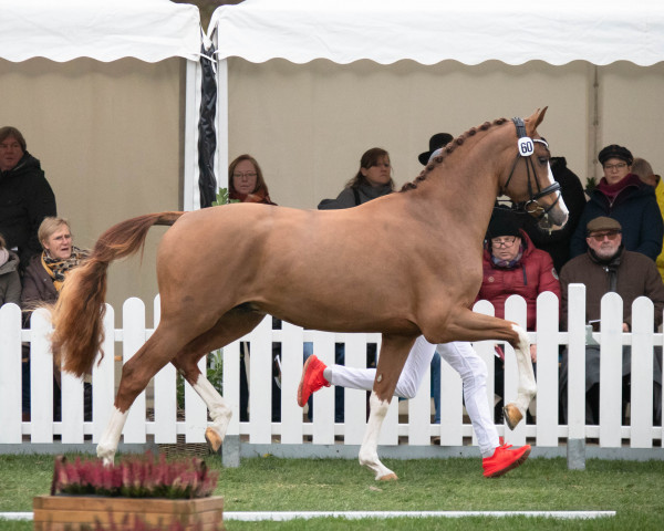 stallion Zahir 5 (Westphalian, 2020, from Zoom 8)