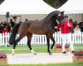 dressage horse Hengst von Franklin / Belissimo M (Oldenburg, 2020, from Franklin)