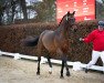 stallion Totolino (Danish Warmblood, 2020, from Fürst Toto)