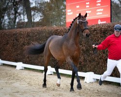 stallion Totolino (Oldenburg, 2020, from Fürst Toto)