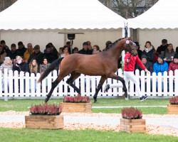 dressage horse Hengst von Glamourdale / Franklin (Danish Warmblood, 2020, from Glamourdale)