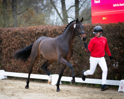 dressage horse Sir Hamilton (Westphalian, 2020, from Sir Heinrich OLD)