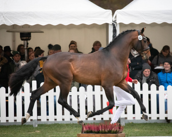 dressage horse Violino (Westphalian, 2020, from Vaderland OLD)