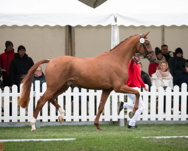 Dressurpferd Hengst von Zackerey / Floriscount (Hannoveraner, 2020, von Blue Hors Zackerey)