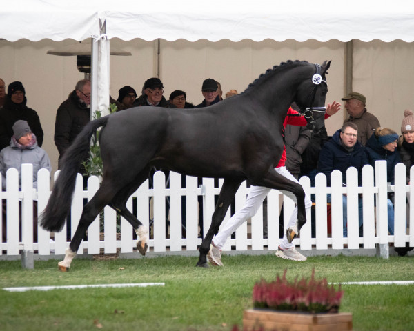 Dressurpferd Zoretto (KWPN (Niederländisches Warmblut), 2020, von Zenon)