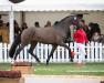 dressage horse Hengst von Zoom / Carabas (Westphalian, 2020, from Zoom 8)