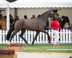 dressage horse Hengst von Zoom / Carabas (Westphalian, 2020, from Zoom)