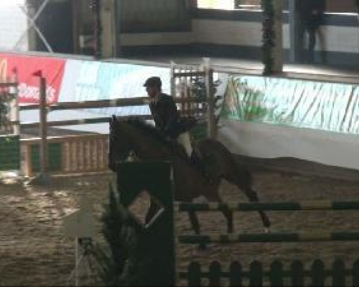 Springpferd Bounty 143 (Westfale, 2002, von Baldini II)