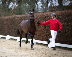 dressage horse Hengst von Fürst Samarant / Diamond Hit (Westphalian, 2020, from Fürst Samarant)