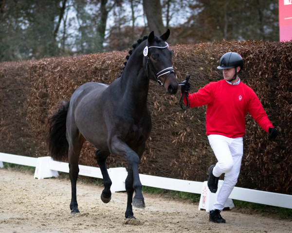 dressage horse Hengst von Fynch Hatton / De Niro (Oldenburg, 2020, from Fynch Hatton)