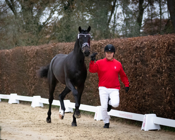 Dressurpferd Peerd (KWPN (Niederländisches Warmblut), 2020, von GALAXY)