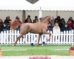 dressage horse Krabat 15 (Hanoverian, 2020, from Kane)