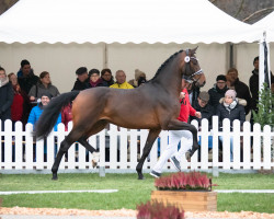 dressage horse Hengst von Le Formidable / Jazz (KWPN (Royal Dutch Sporthorse), 2020, from Le Formidable)