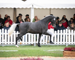 dressage horse Lichtertanz (Westphalian, 2020, from Le Formidable)